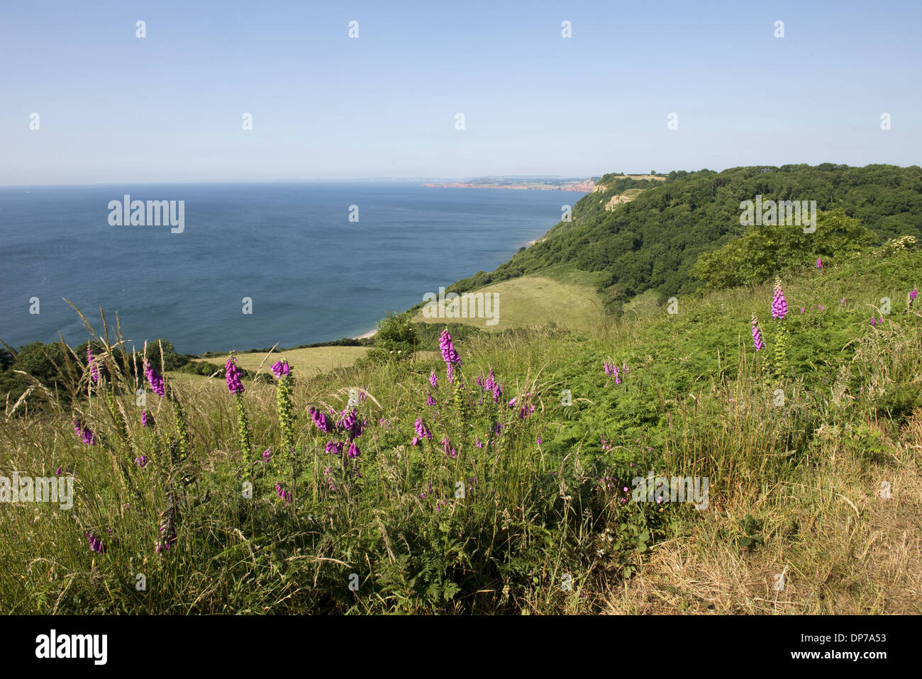 Jurassic Coast at Weston Mouth near Sidmouth on a fine high summer day with foxgloves flowering with blue sky and clouds Stock Photo