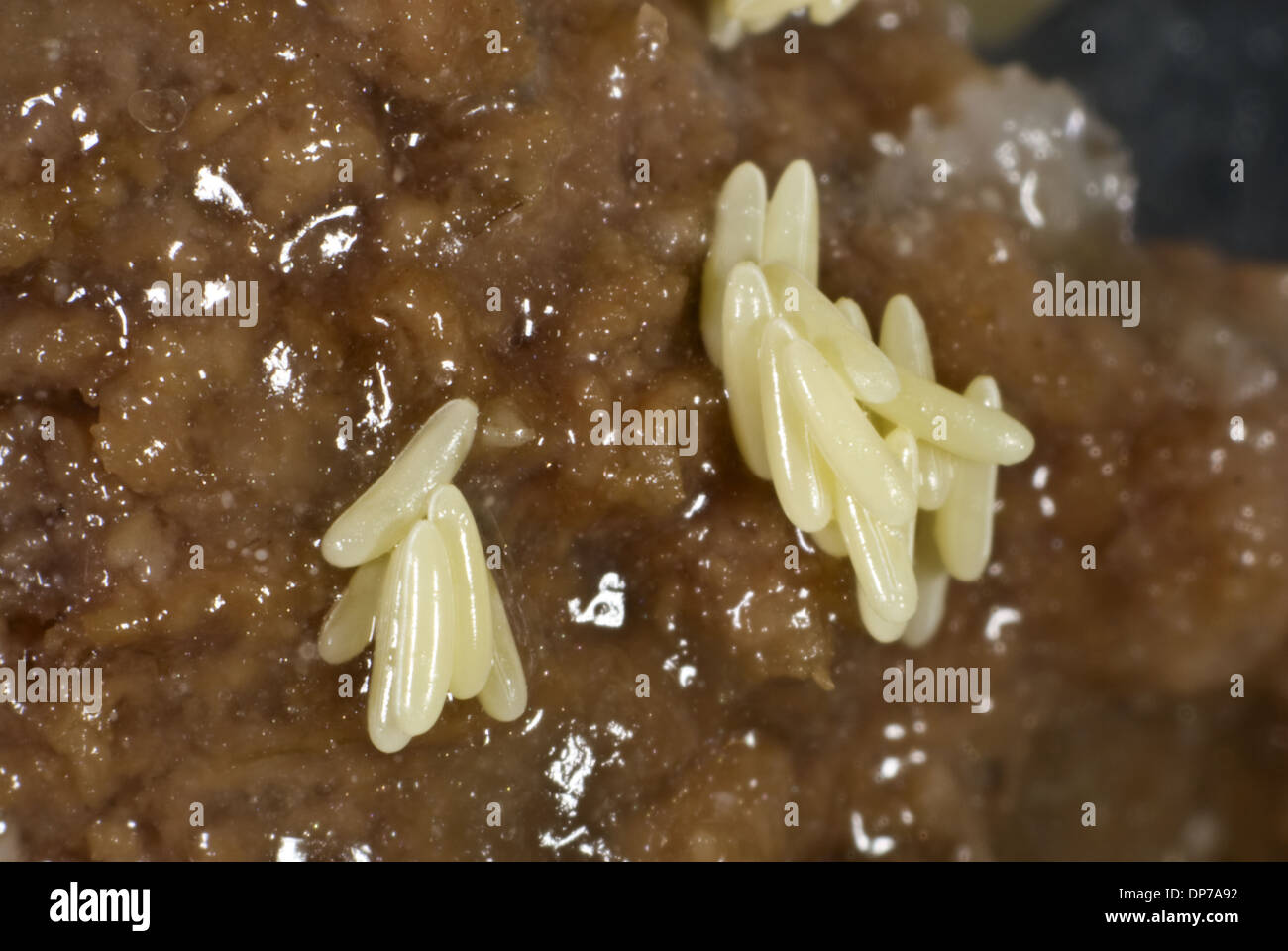 Fly Eggs Laid On Rotting Meat Stock Photo Alamy