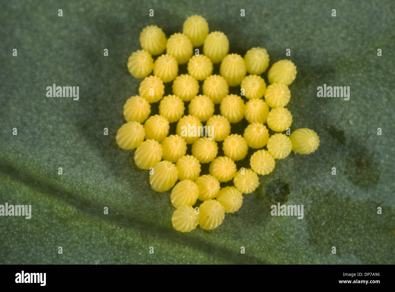 Cabbage white butterfly eggs brassica hires stock photography and