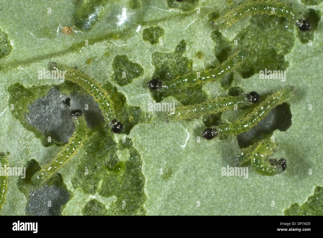 small white butterfly, Pieris rapae, neonate caterpillars feeding on a cabbage leaf Stock Photo