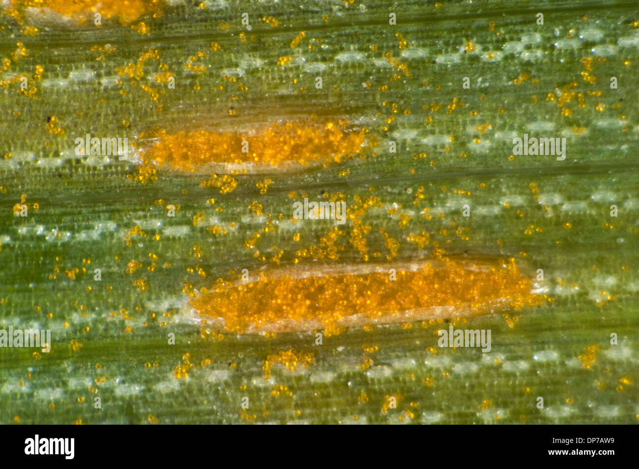 A photomicrograph of oat crown rust, Puccinia coronata, pustules on an oats leaf Stock Photo