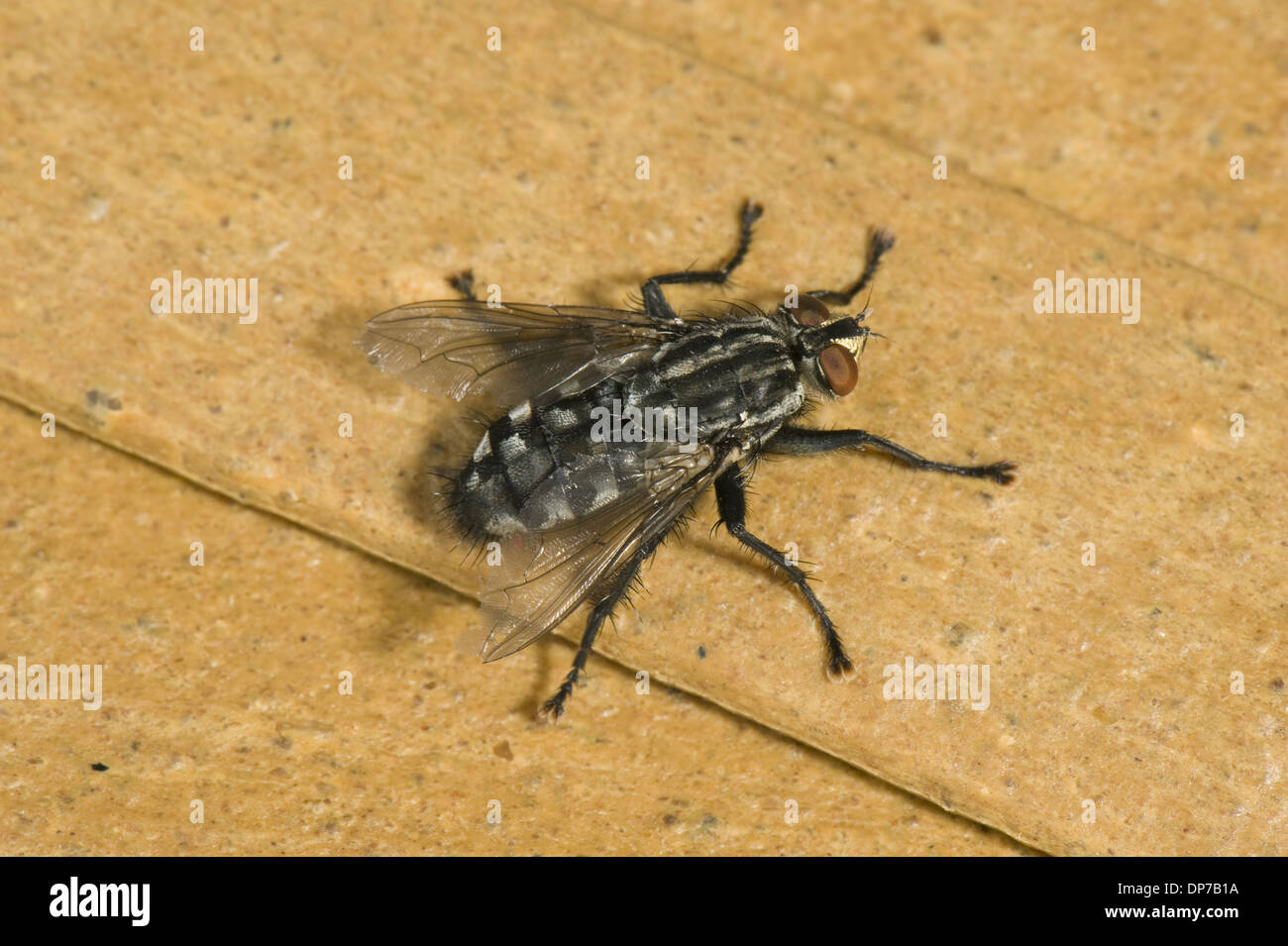 Flesh fly, Sarcophaga carnaria, adult fly Stock Photo