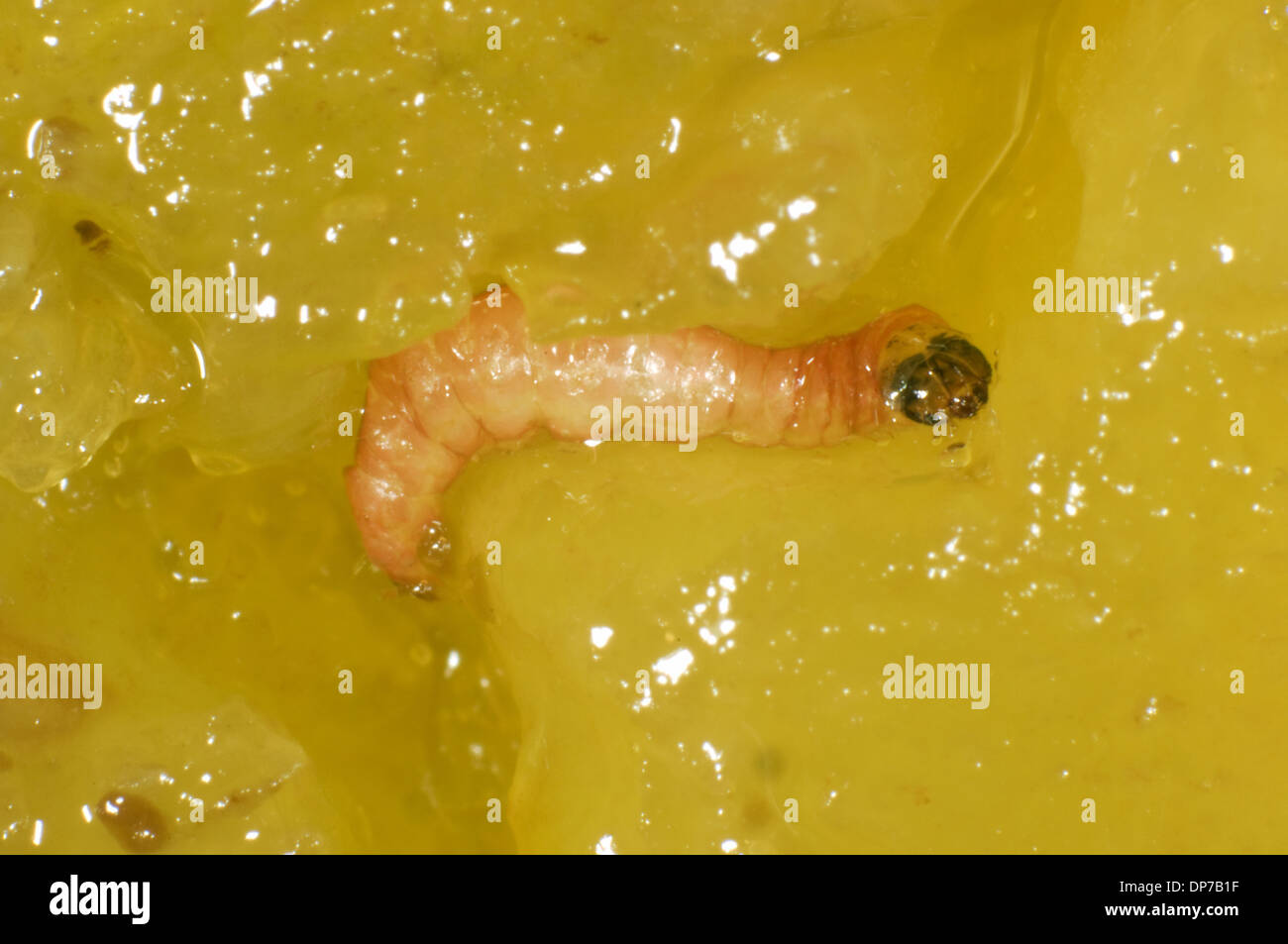 Plum fruit moth, Grapholita funebrana, caterpillar in damaged plum