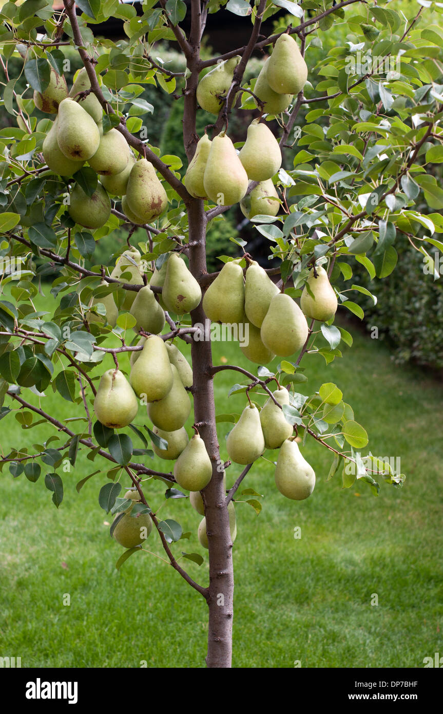 Part of pear tree whit ripe fruits Stock Photo