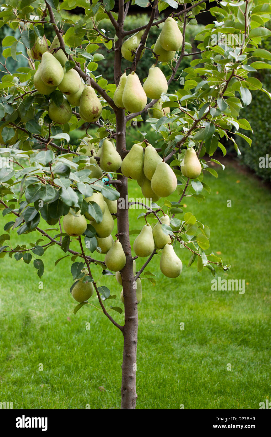 Part of pear tree whit ripe fruits Stock Photo