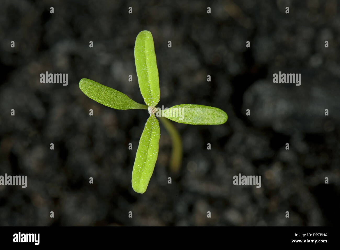 Fat hen, Chenopodium album, seedling with cotyledons and two true leaves forming - an annual arable and garden weed Stock Photo