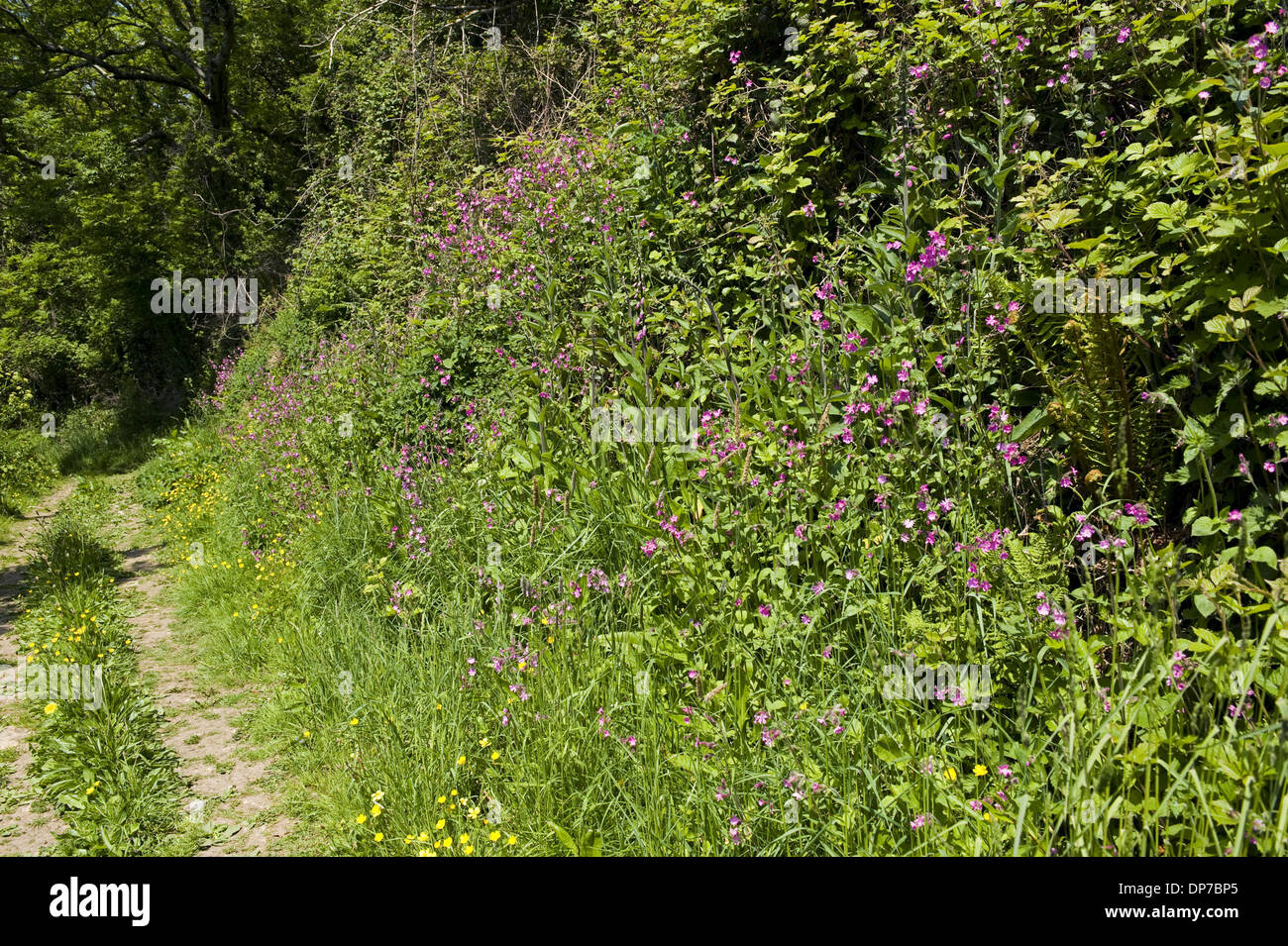 Red campions and other plants in flower beside a Devon cliff path in early summer Stock Photo