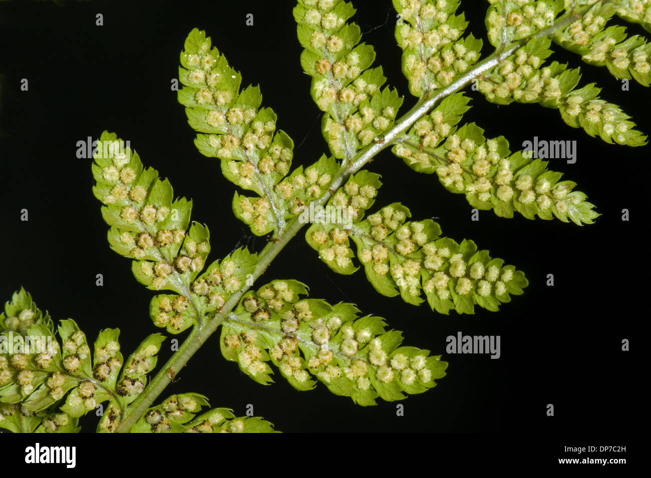 Fern frond sori spores hires stock photography and images Alamy