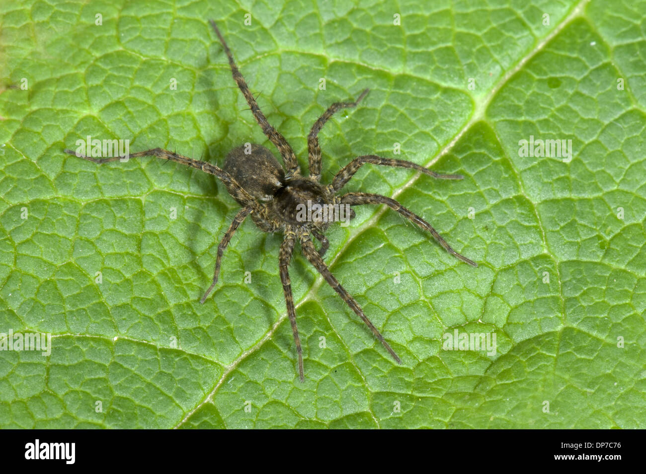 Wolfspider, Pardosa amentata Stock Photo - Alamy