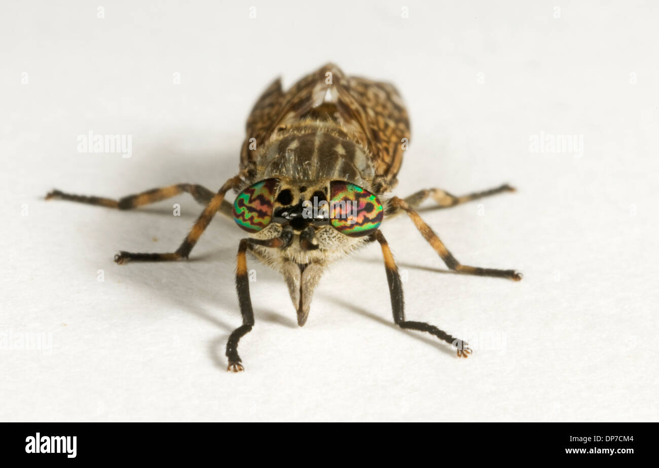 Clegfly or horsefly, Haematopota pluvialis, adult female biting fly Stock Photo Alamy