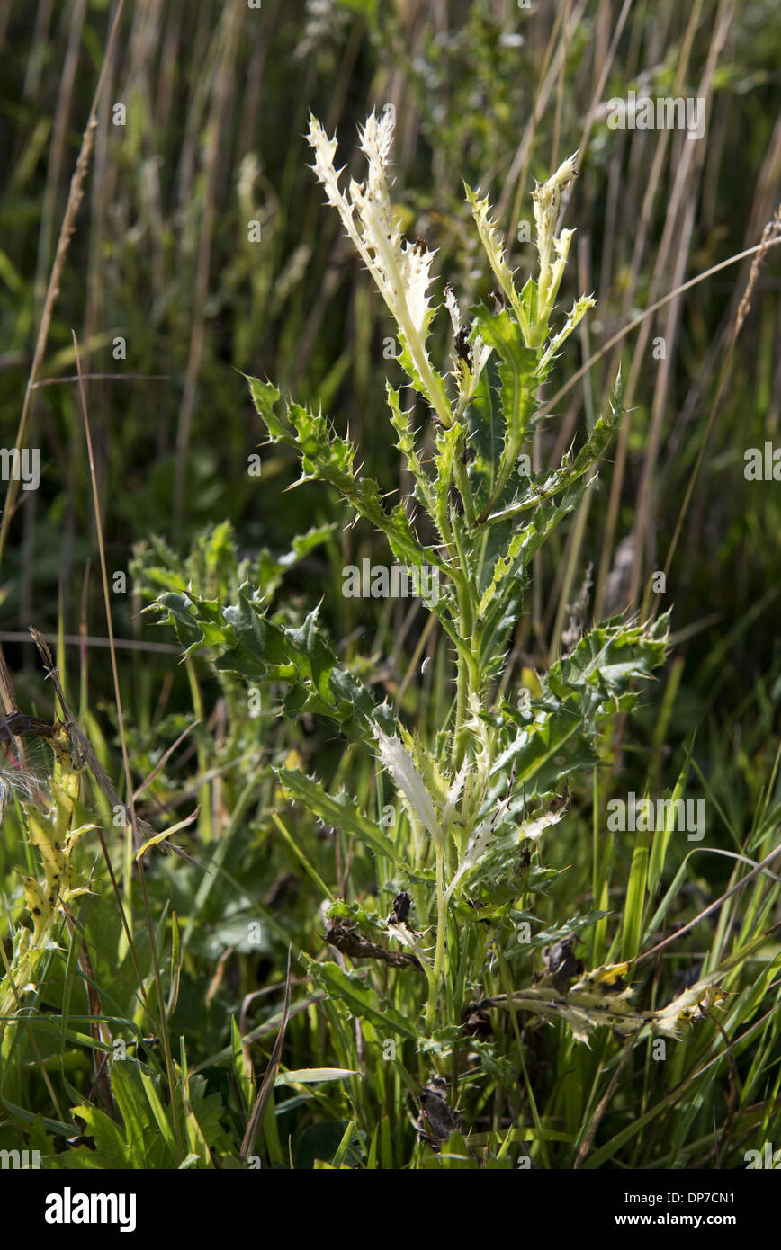 White tips to the leaves of a creeping thistle Cirsium arvense caused by Phoma macrostoma a disease with potental use as a Stock Photo