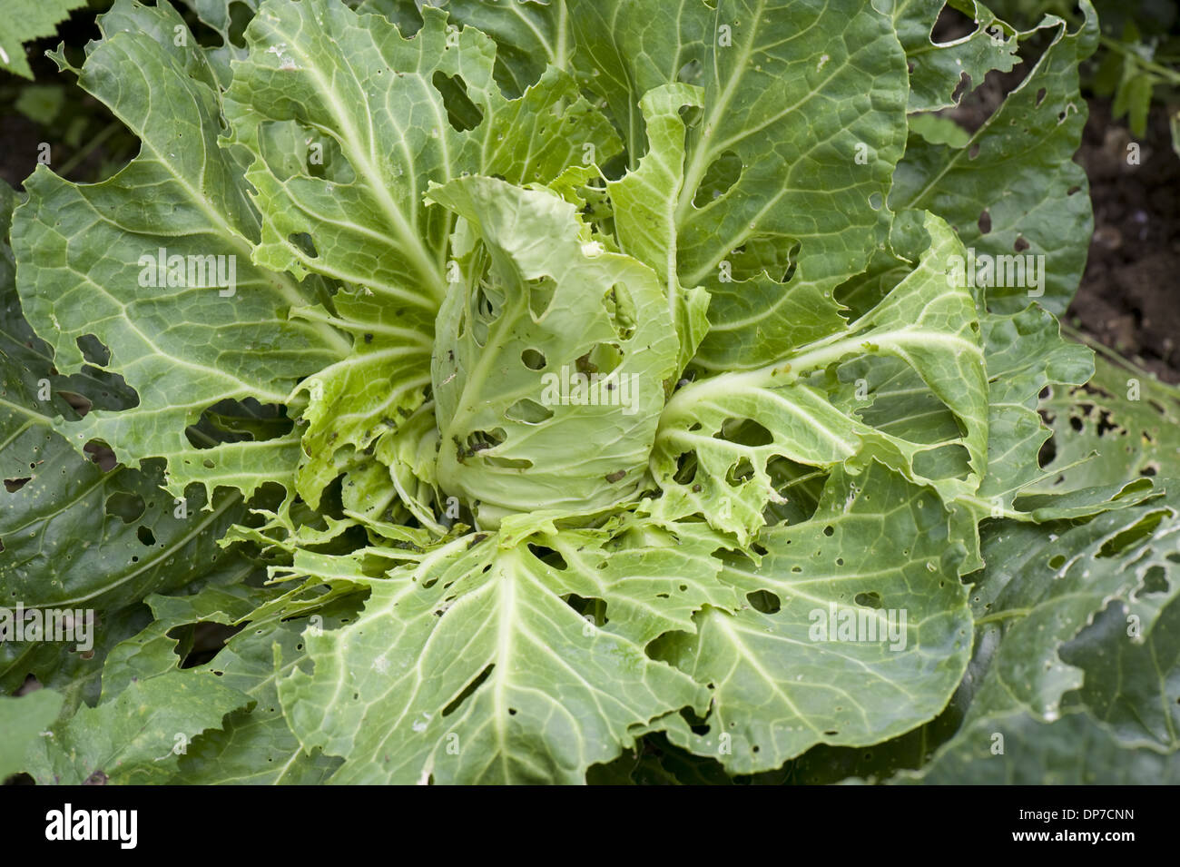 Cabbage white butterfly, Pieris brassicae & rapae, caterpillar damage to pointed cabbage plant leaves Stock Photo