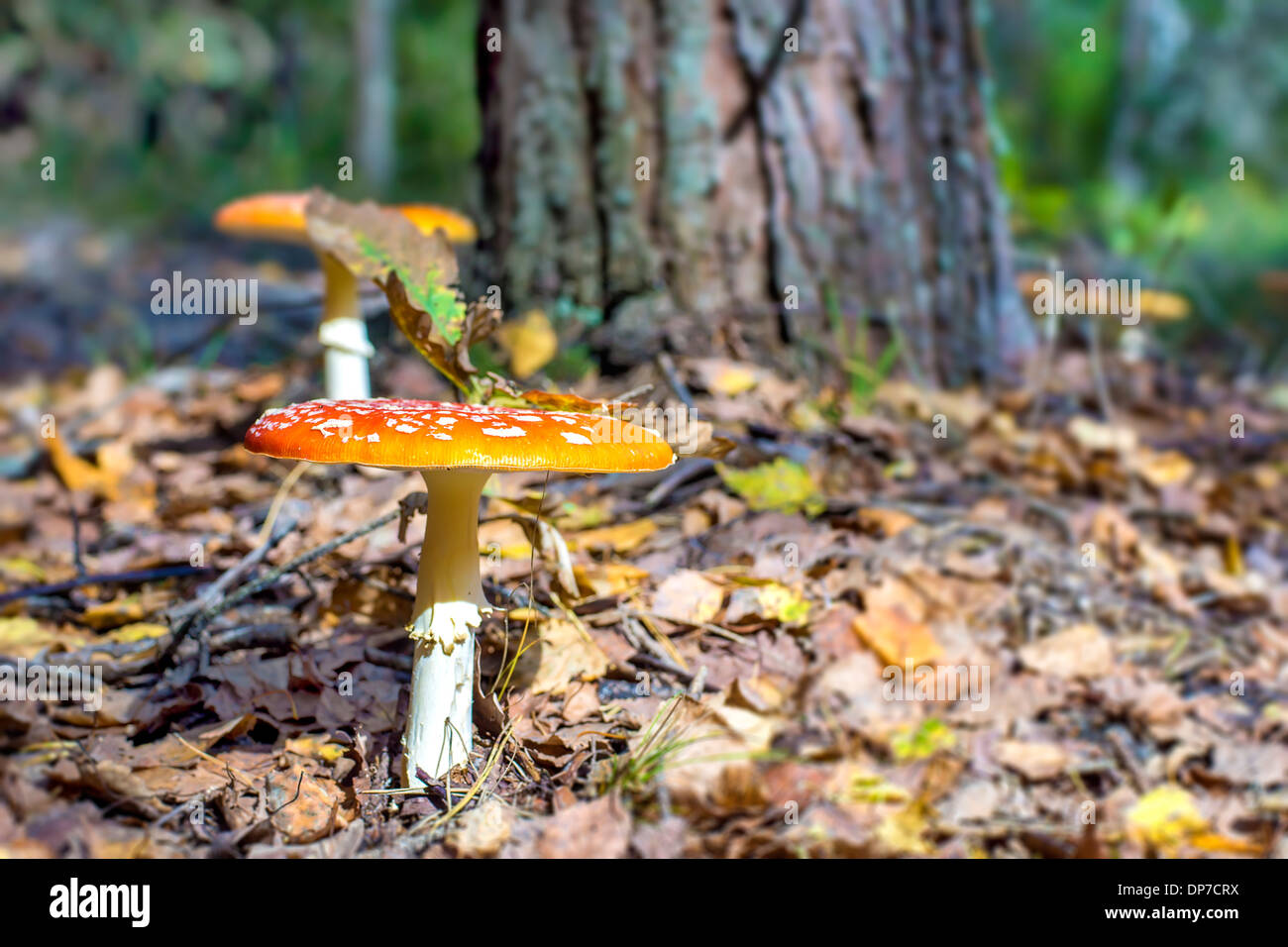 Yellow fairy-mushroom in sunny forest Stock Photo