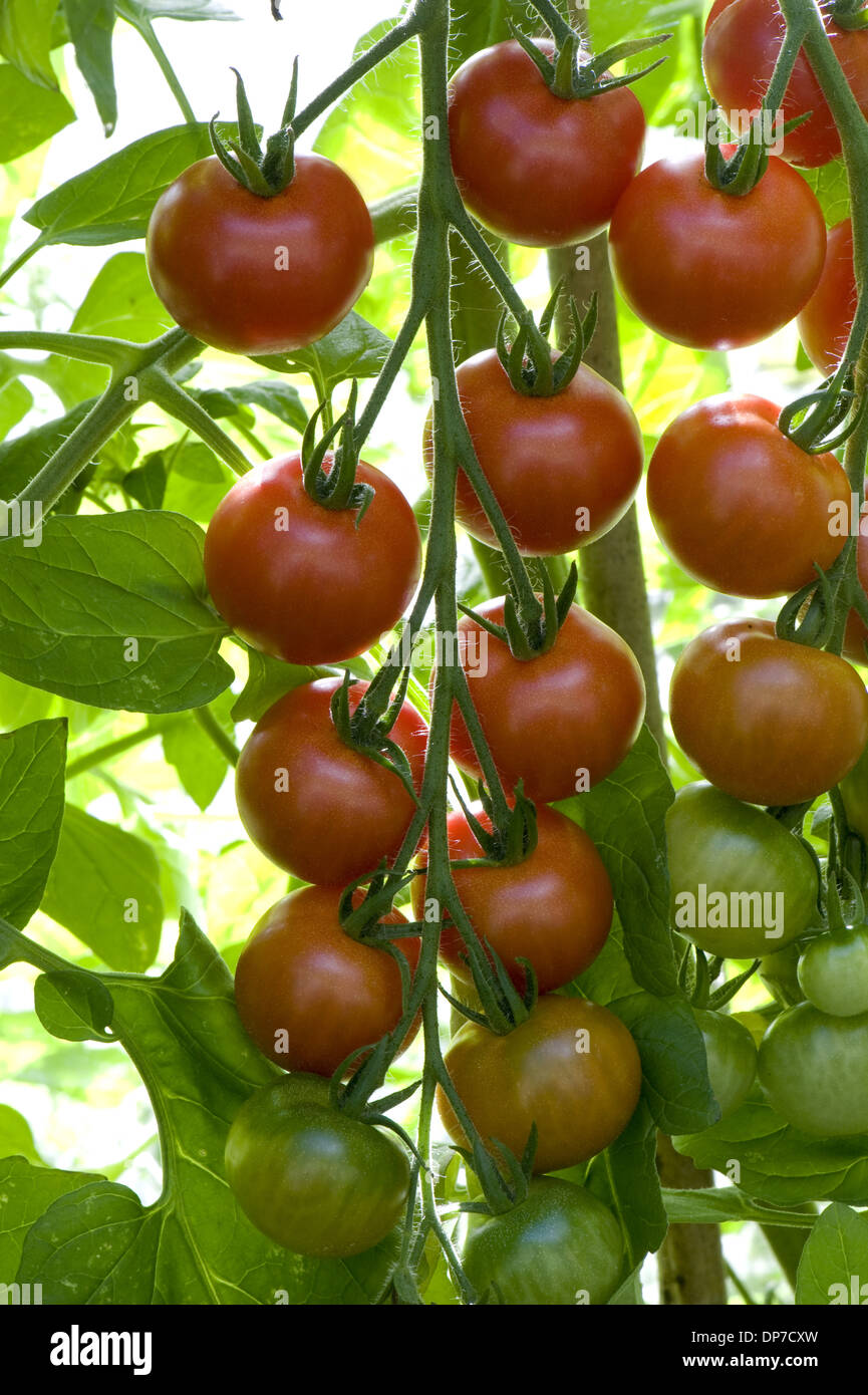 Ripening truss of greenhouse grown gardener's Delight Cherry tomatoes Stock Photo