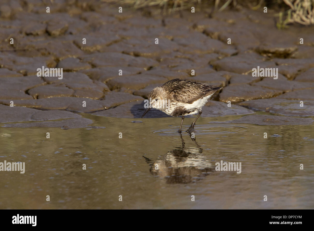 Dunlin summer plumage, western Europe rate (schinzii) Stock Photo