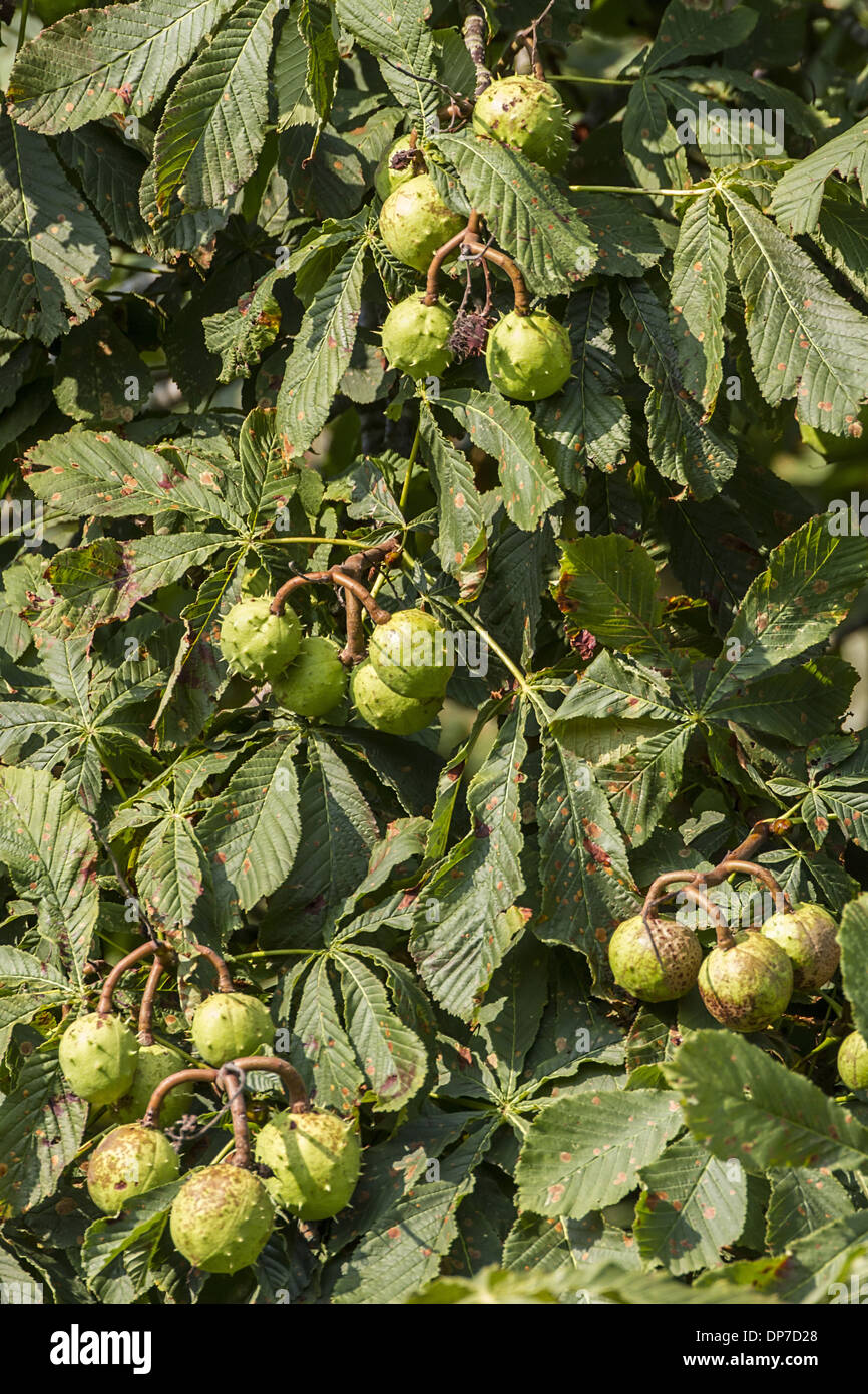 Horse Chestnut leaf and fruit Stock Photo Alamy