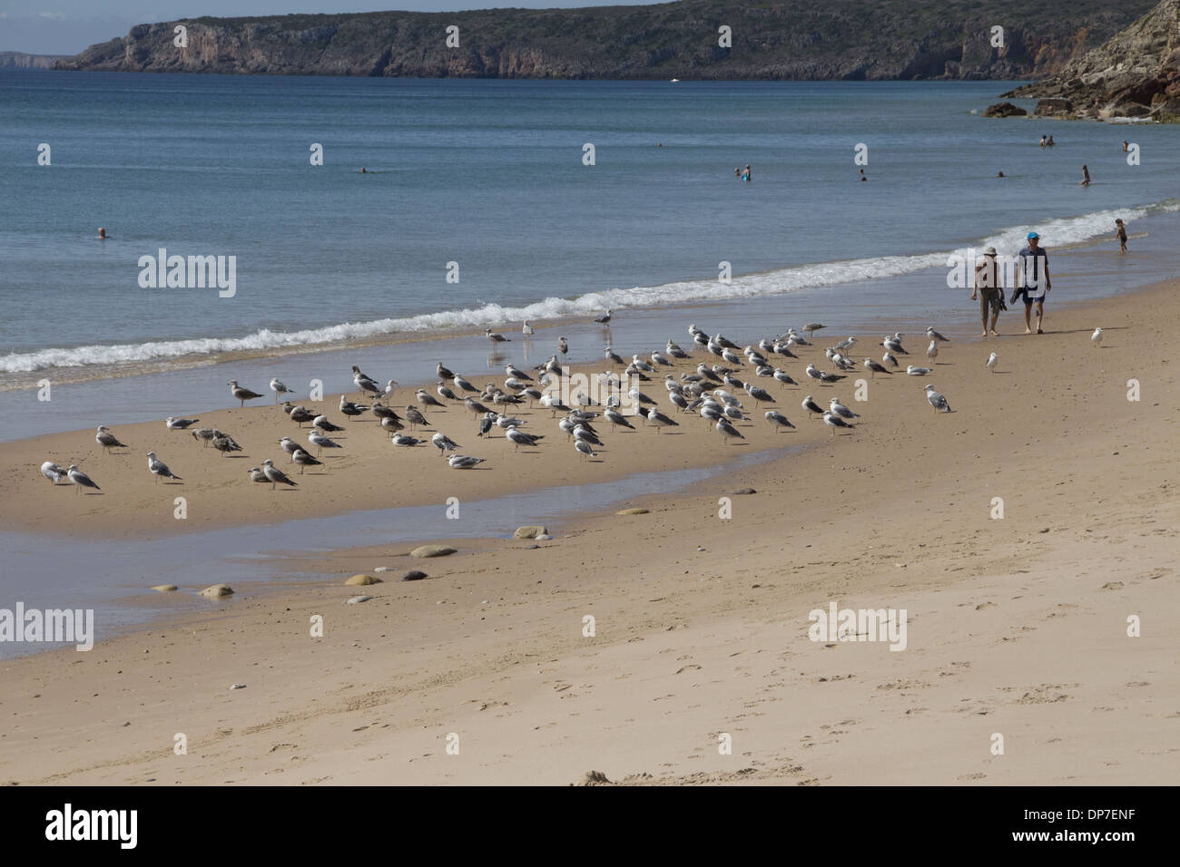 Walking along the beach at Salema, Portugal with a flock of Yellow-legged Gulls Stock Photo
