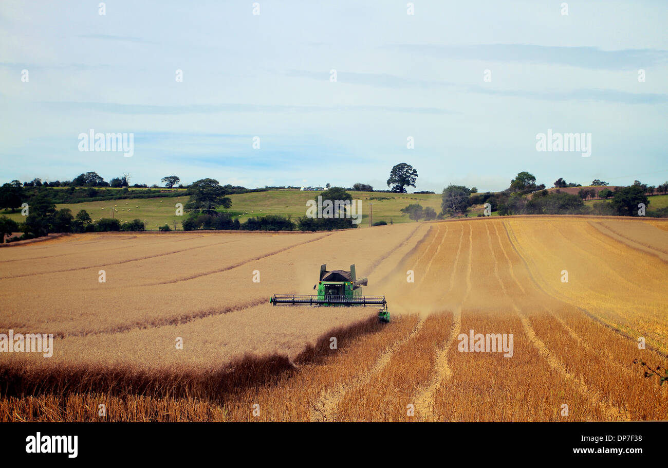 Combine harvester Harvesting oats Stock Photo