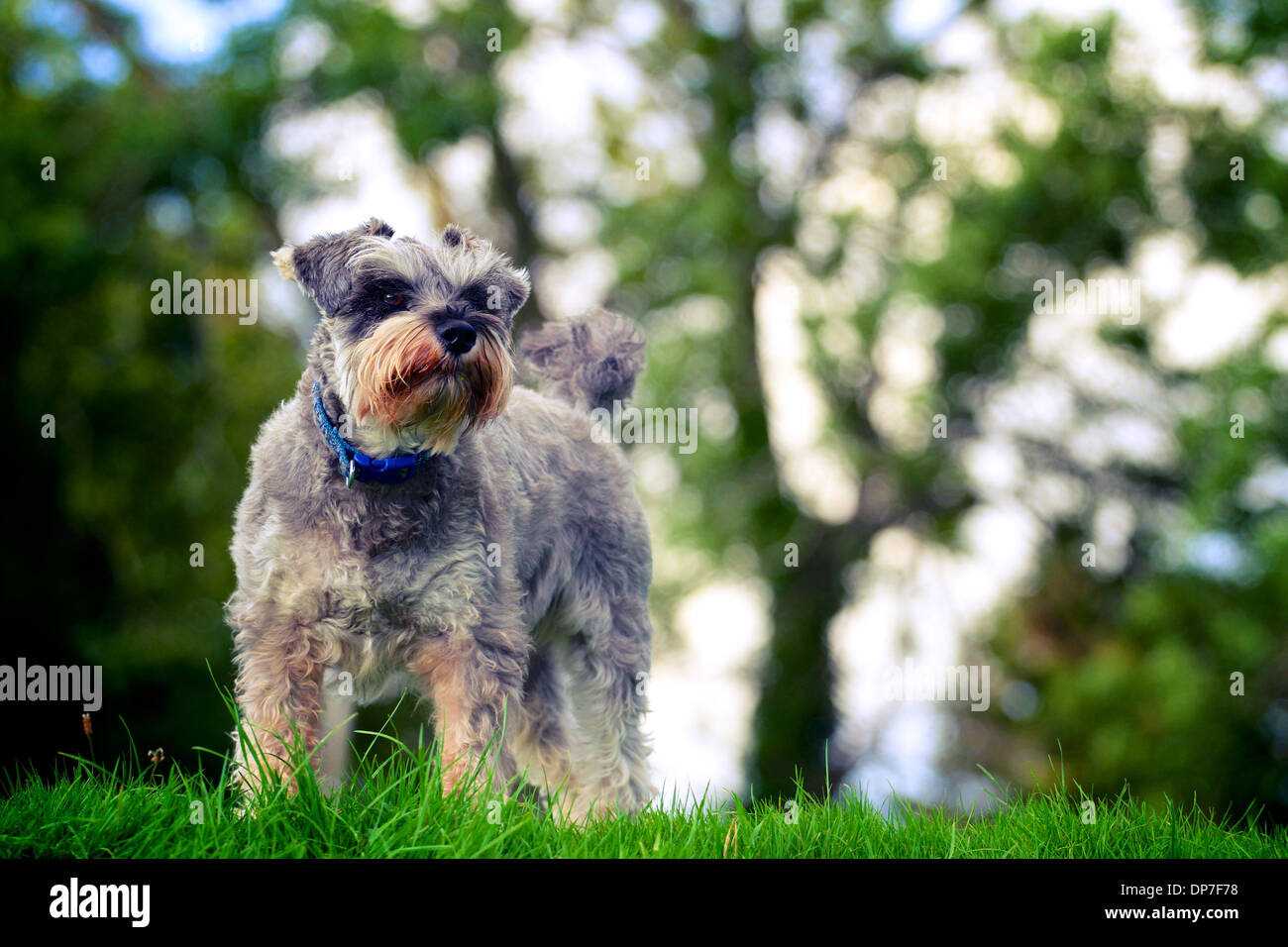 Miniature Schnauzer, a breed of small dog of the Schnauzer type that