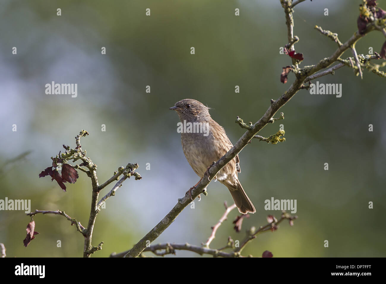 Dunnock on hawthorn tree Stock Photo