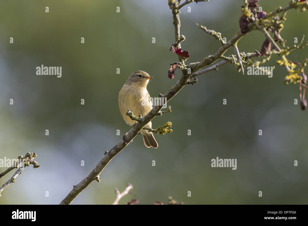 Chiffchaff on hawthorn branch Stock Photo
