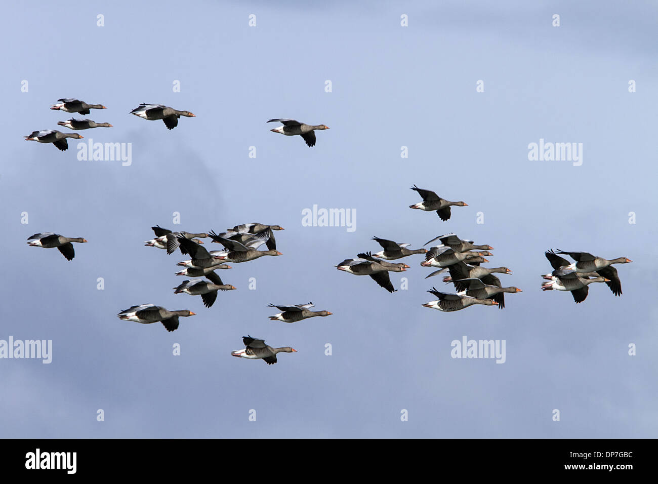 Flock of Greylag Geese flying North Norfolk Stock Photo Alamy