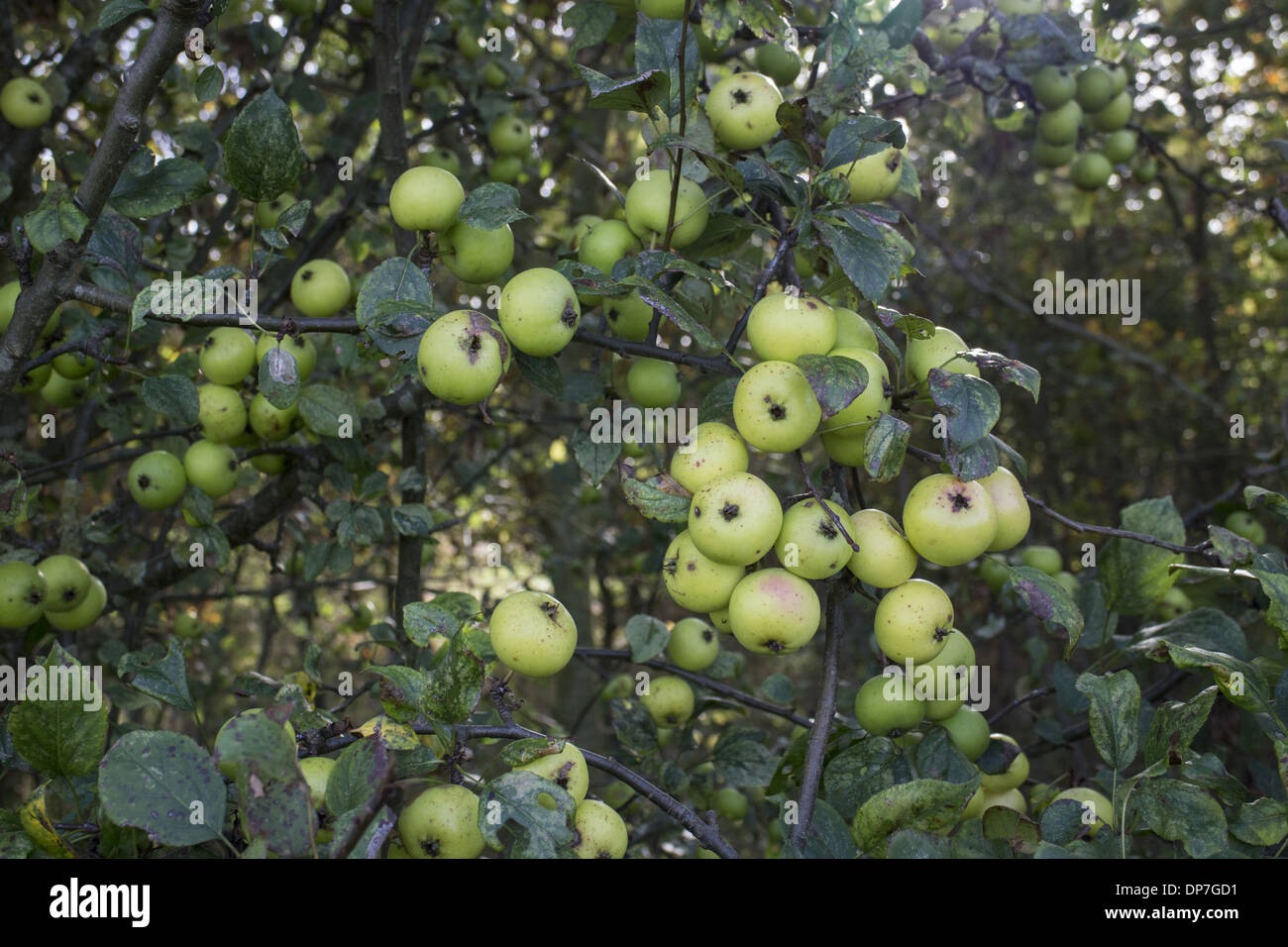 Crab Apples growing in a hedgerow Stock Photo Alamy