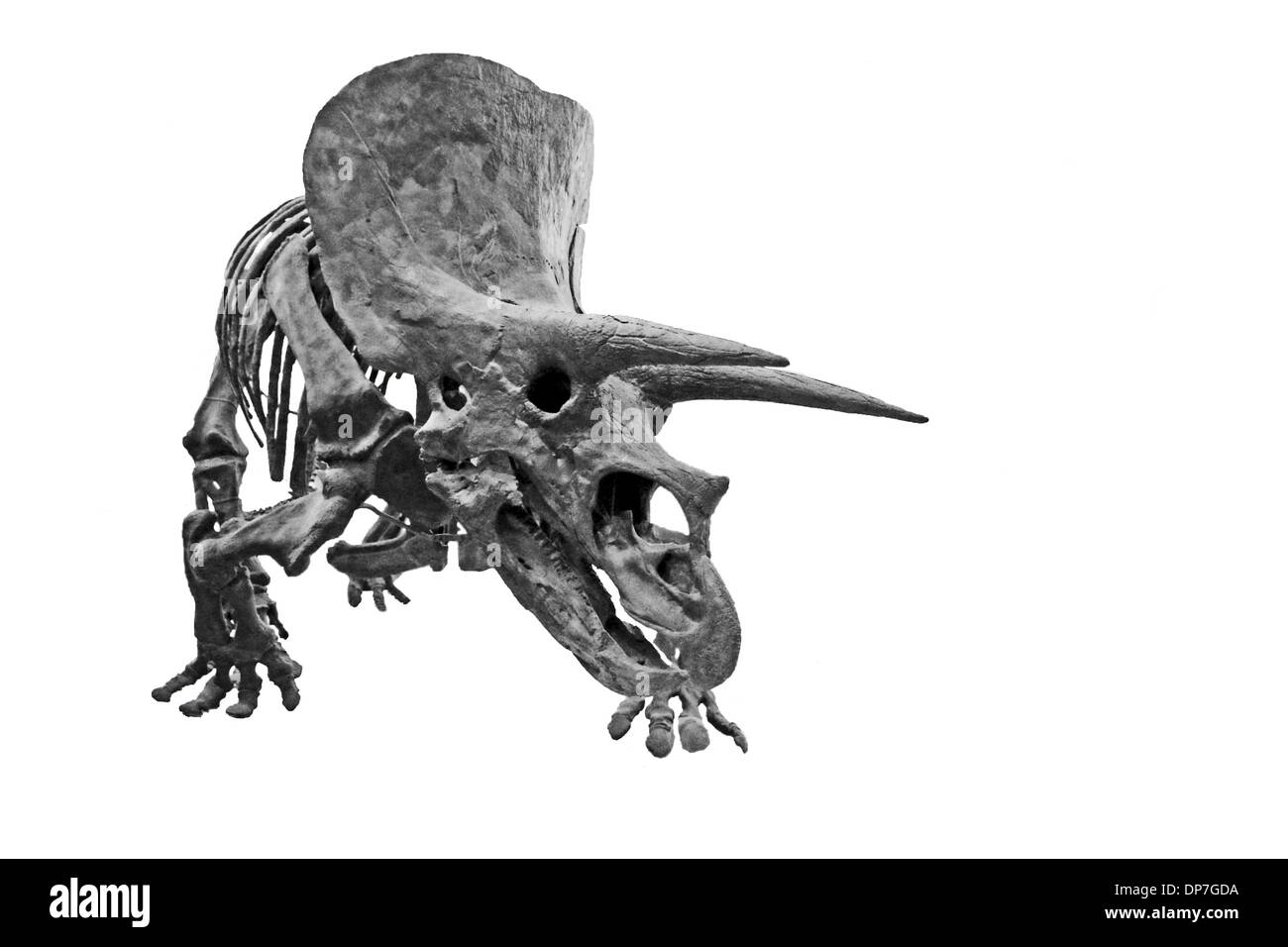 The fossilized bones of a Triceratops, isolated on to a white background. Stock Photo