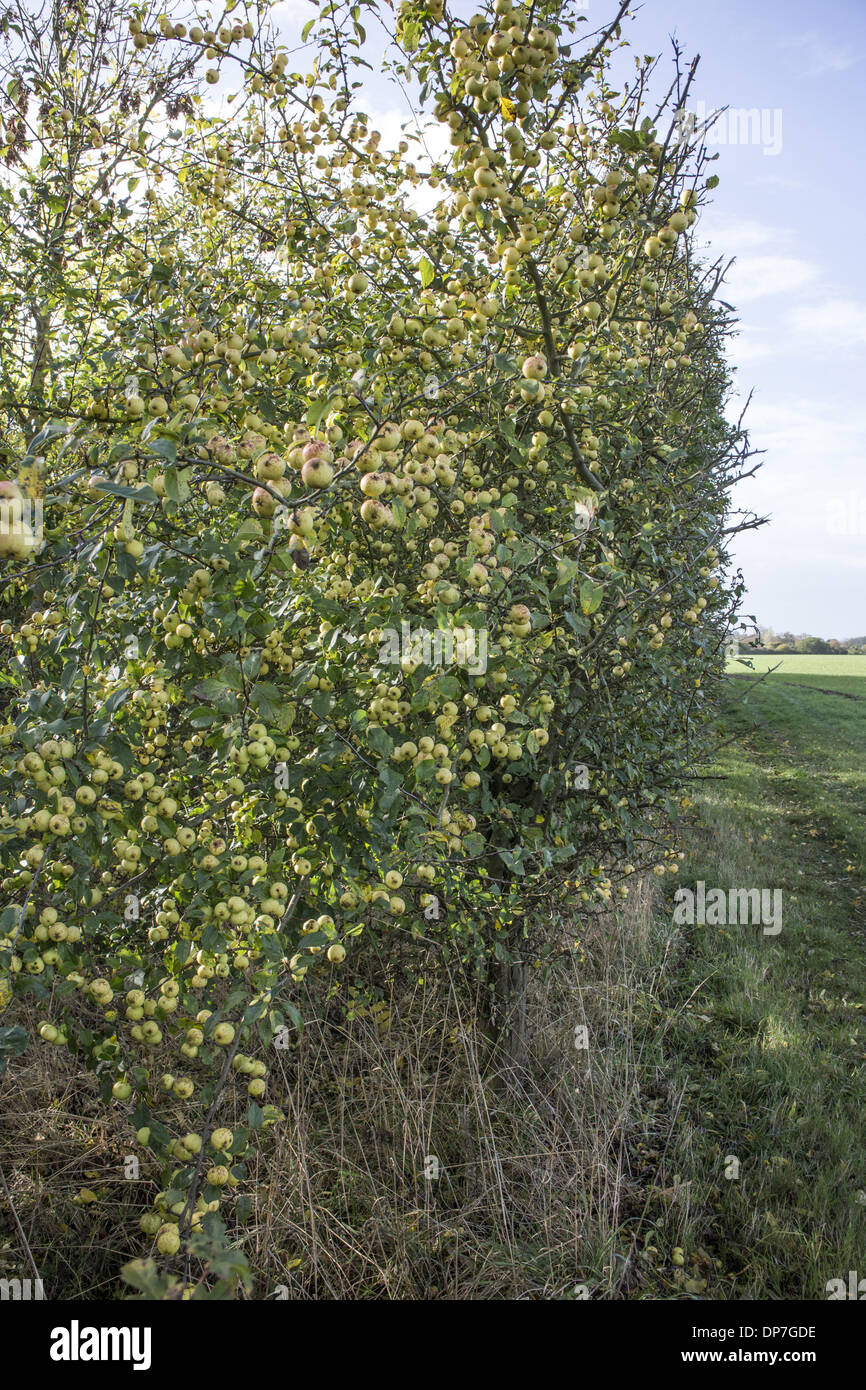 Crab Apples growing in a hedgerow Stock Photo Alamy