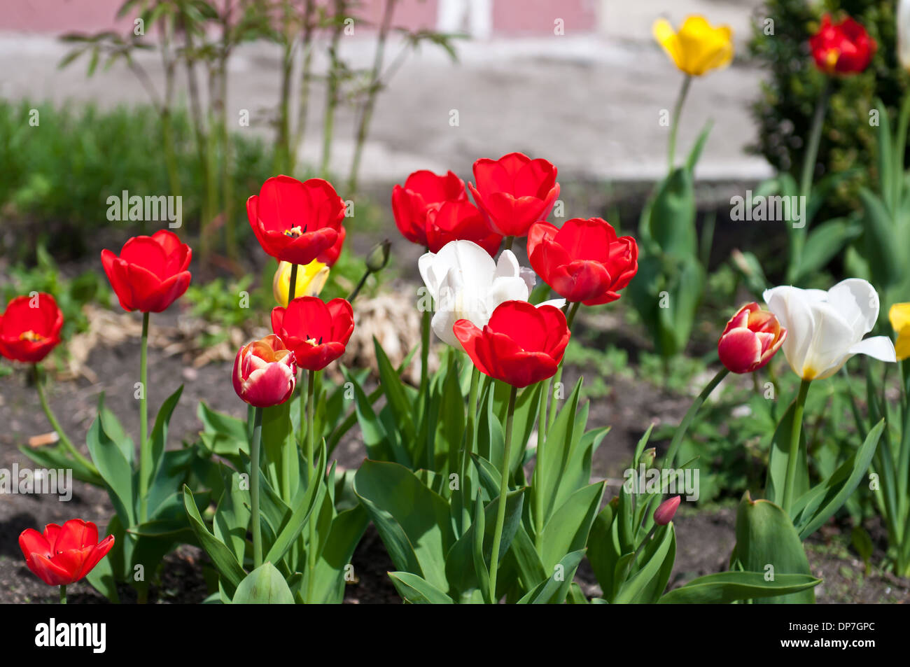Red tulips in the yard in the spring Stock Photo - Alamy