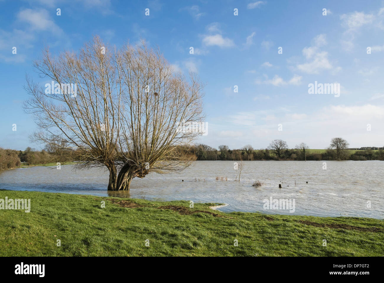 Willow tree in flooded field Cherwell Valley Oxfordshire England UK Stock Photo
