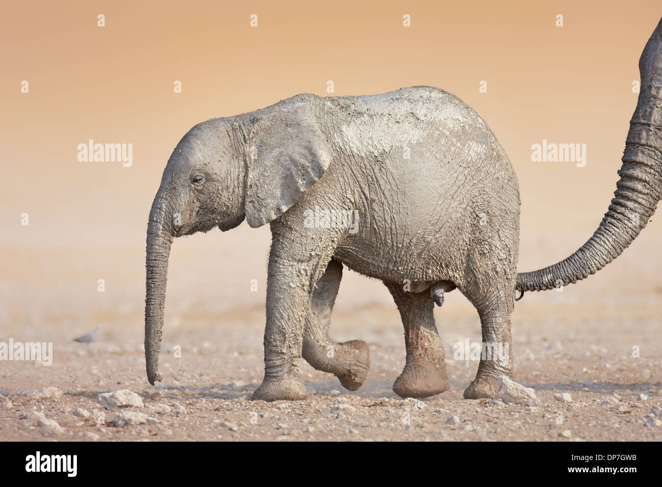 Muddy Elephant calf with mother's trunk touching from behind ( Loxodonta Africana) ; Etosha Stock Photo