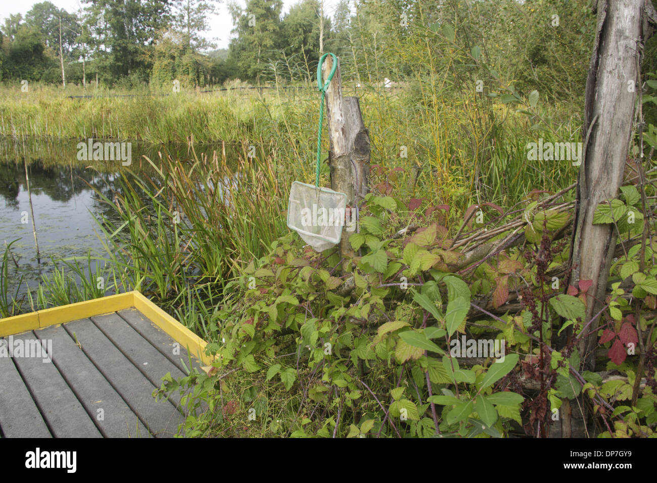 Pond dipping platform hires stock photography and images Alamy