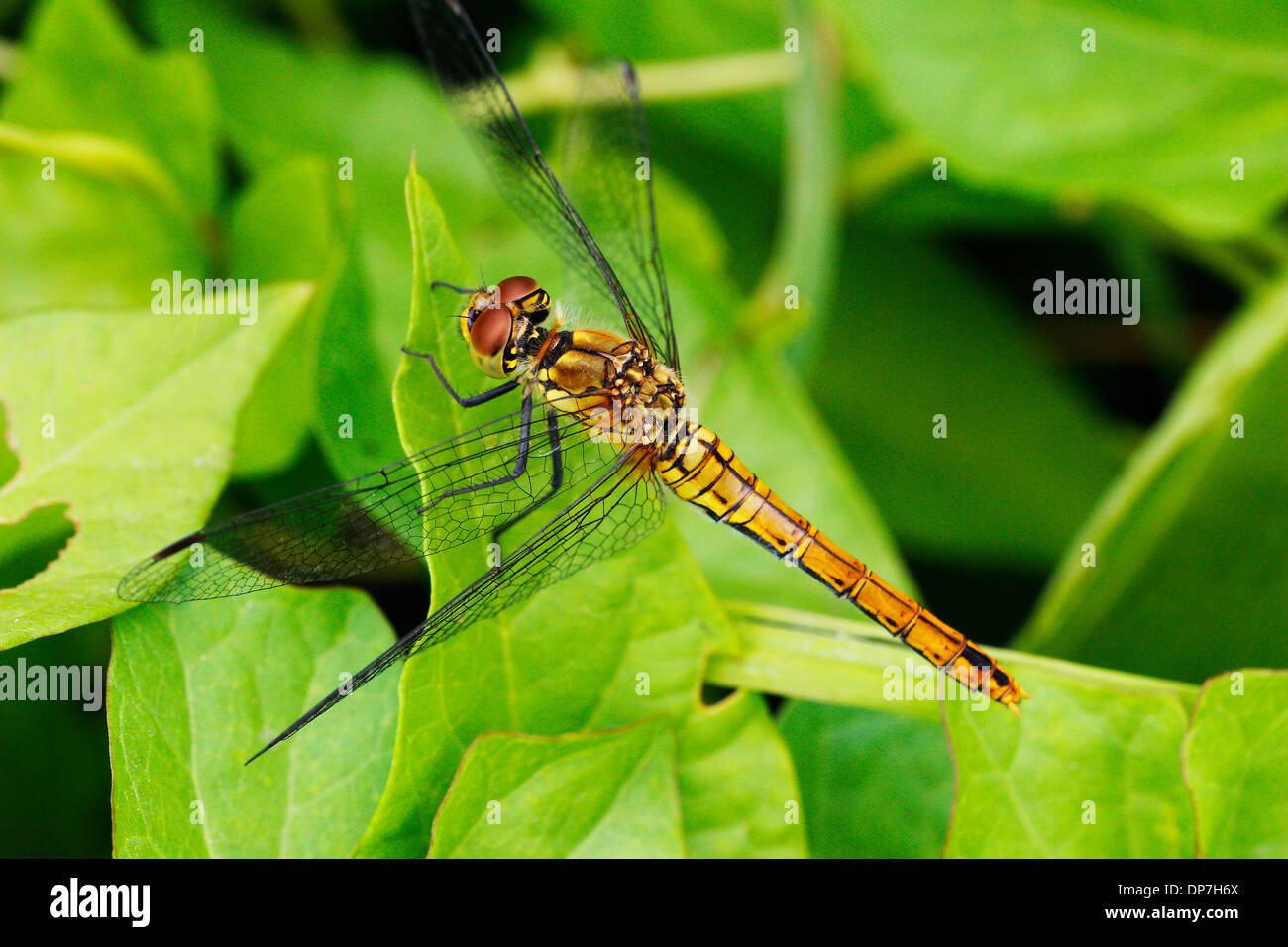 A macro photograph of a Common Darter Dragonfly resting on a leaf on the Somerset Levels in the beautiful summer months. Stock Photo