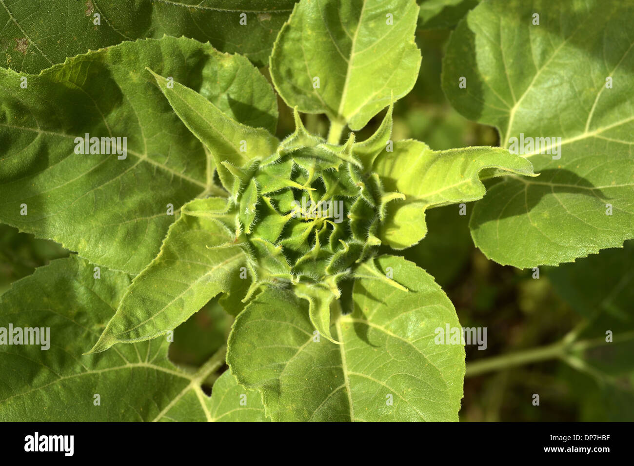Growing sunflowers india hires stock photography and images Alamy