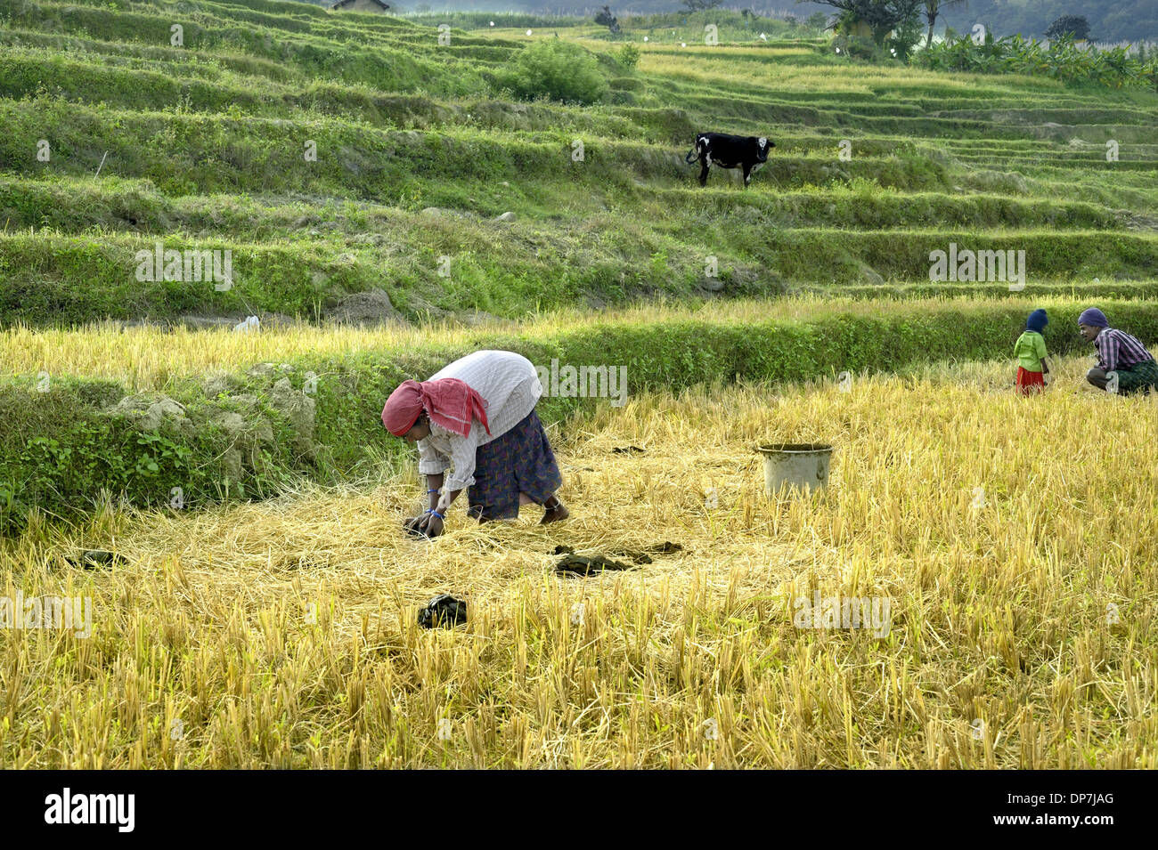 Woman collecting cattle dung for organic manure from terraced rice ...