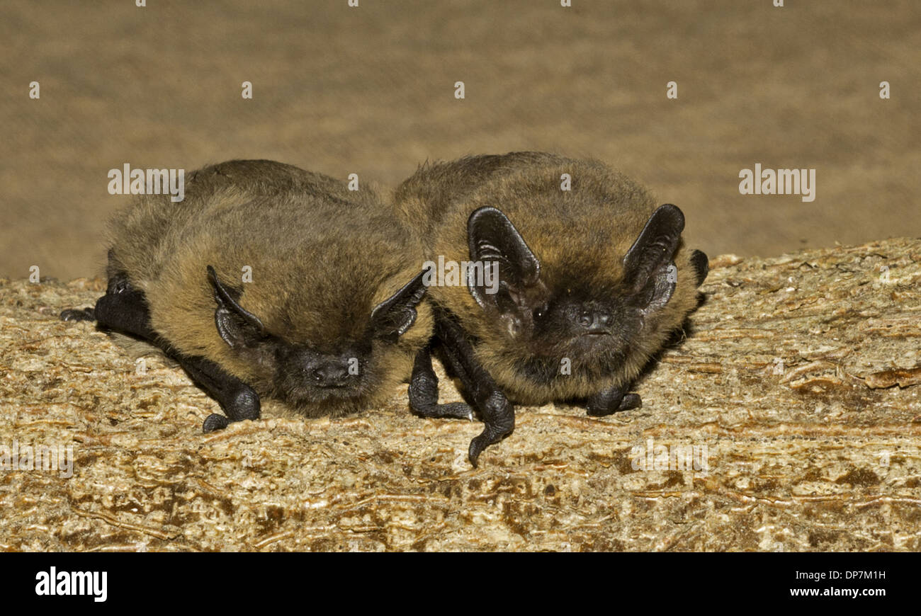 Common Pipistrelle (Pipistrellus pipistrellus) two adults, resting on