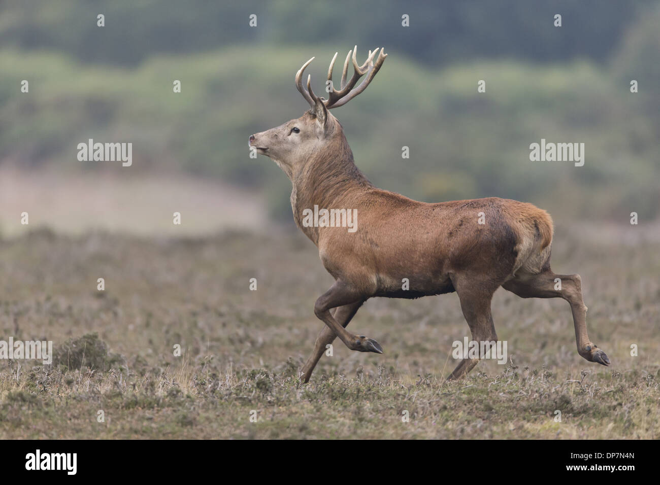 Male red deer stag running during autumn rut hires stock photography and images Alamy