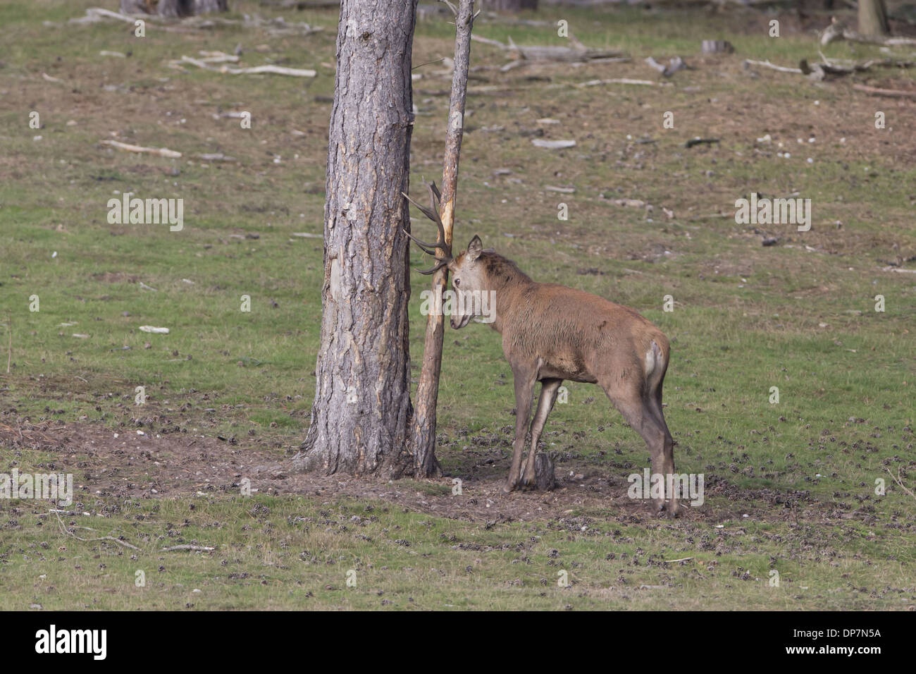 Red Deer (Cervus elaphus) mature stag rubbing antlers on tree at