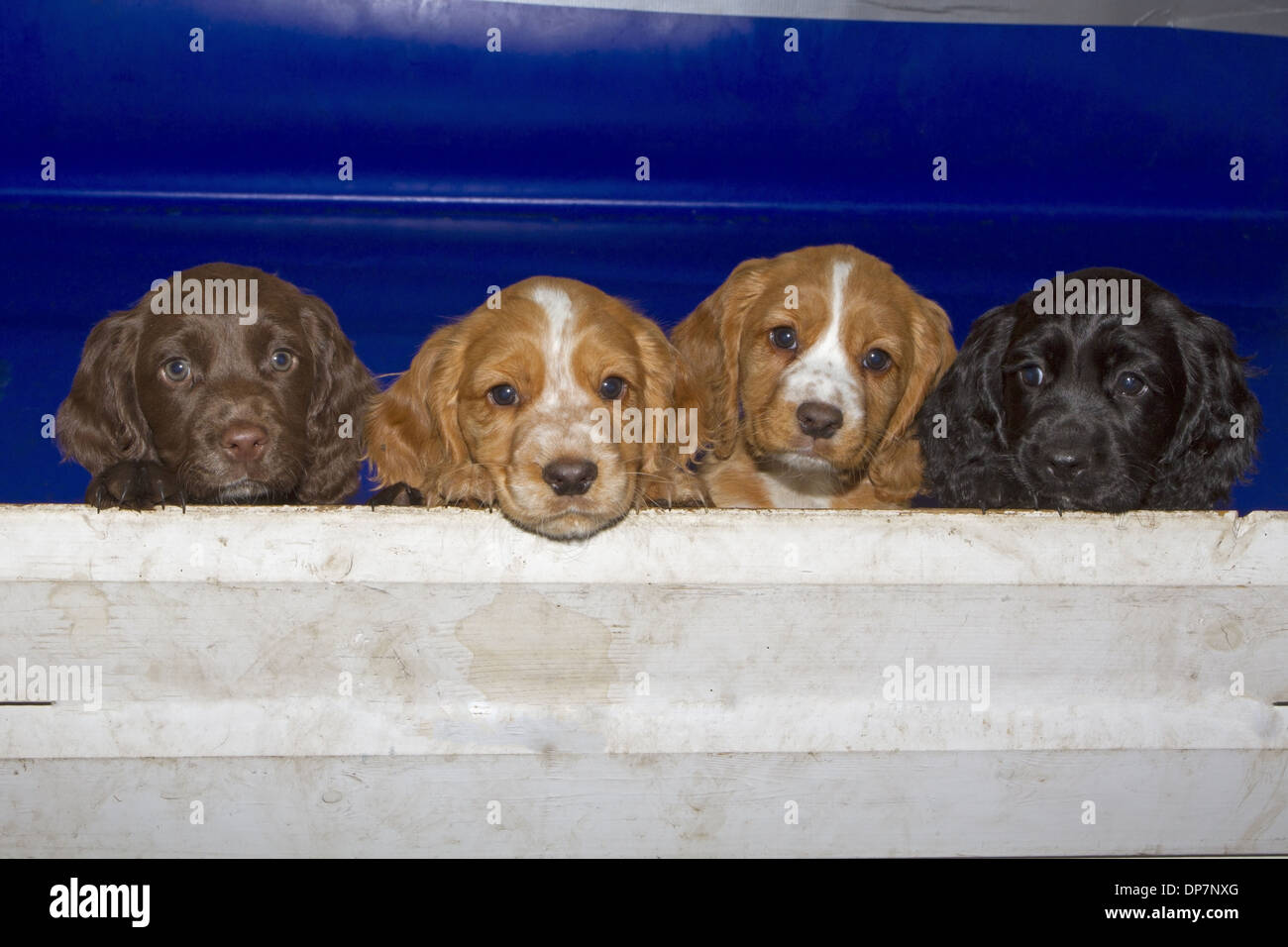 Domestic Dog English Cocker Spaniel Four Puppies Different Coat