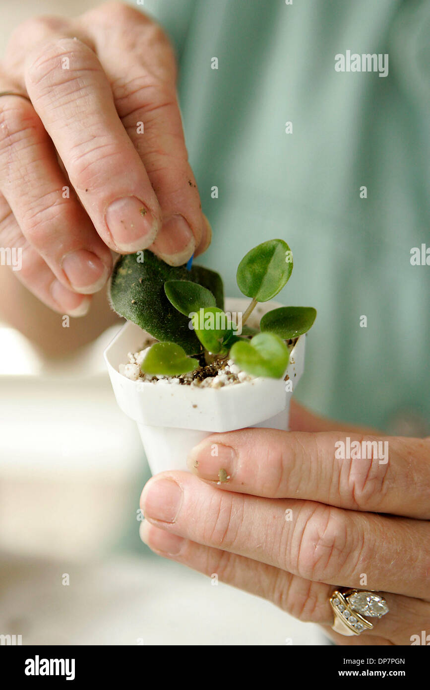 New plantlet hires stock photography and images Alamy