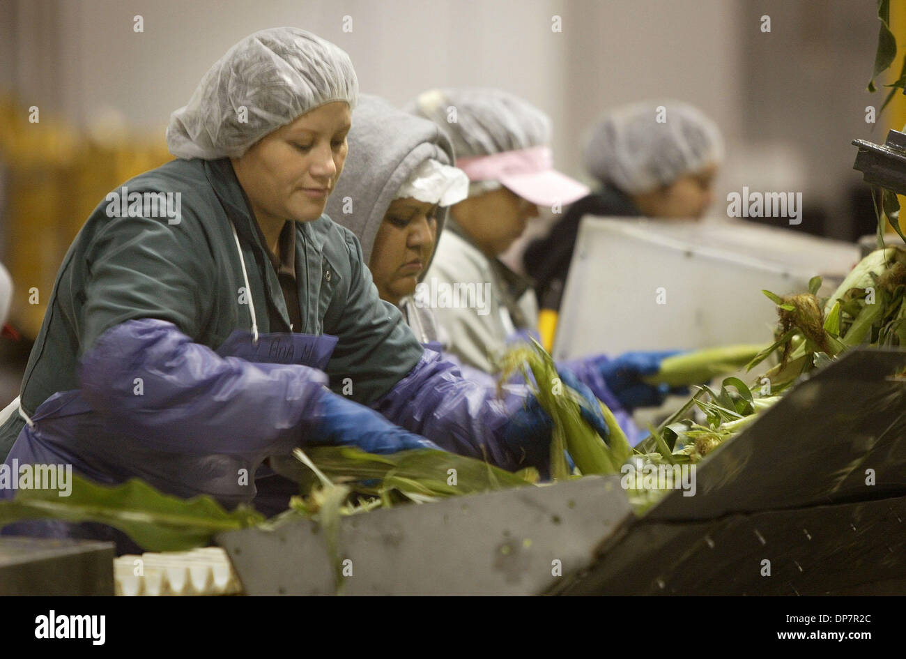 Nov 28, 2006; Belle Glade, FL, USA; ANA MARTINEZ, far left, places ears