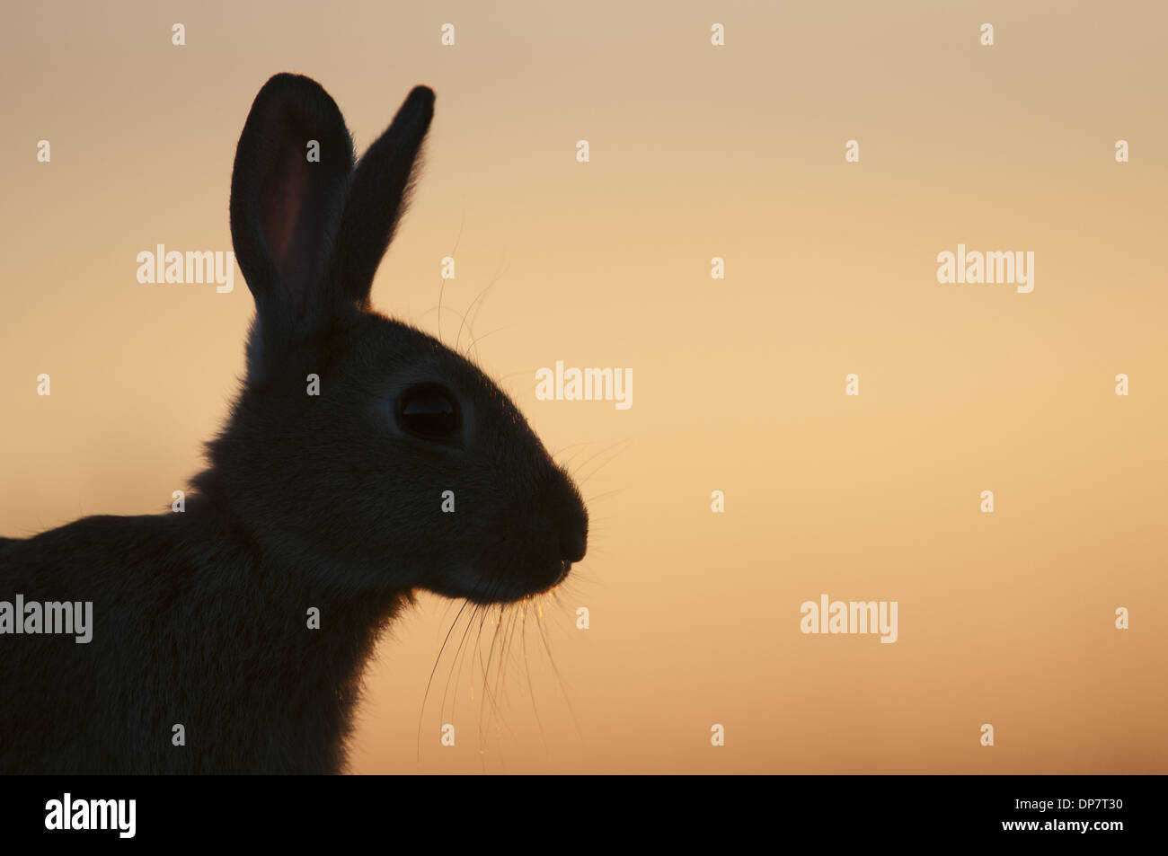 Rabbit profile hi-res stock photography and images - Alamy