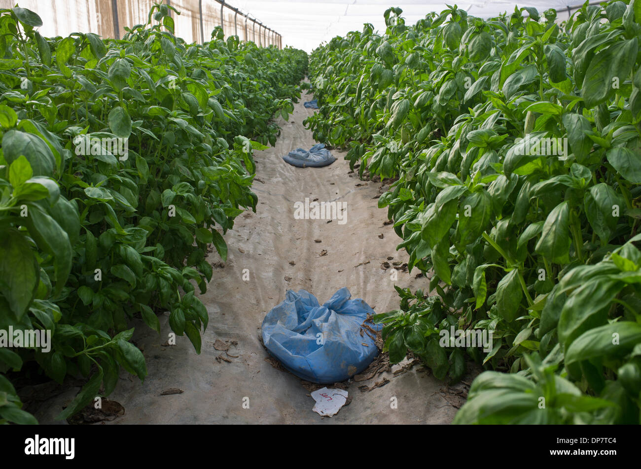Jordan Valley West Bank 8th January 2014 Basil Cultivated In