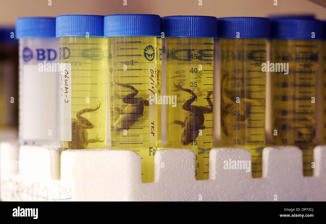Frog Sample Nov 20, 2006; Oakland, CA, USA; Frog specimens that are being used to ...