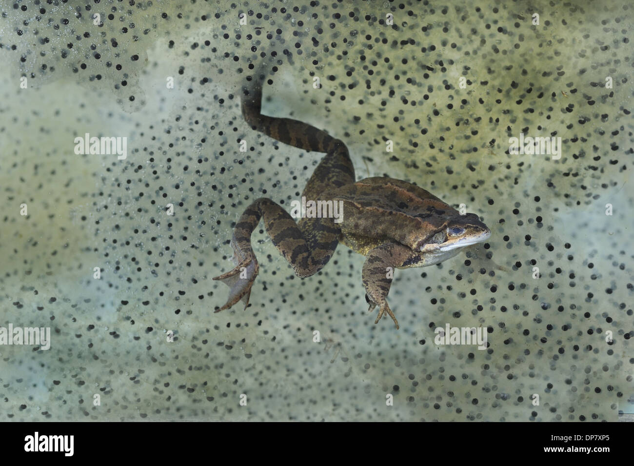 Common Frog (Rana temporaria) adult swimming underwater surrounded by frogspawn in garden pond Bentley Suffolk England April Stock Photo