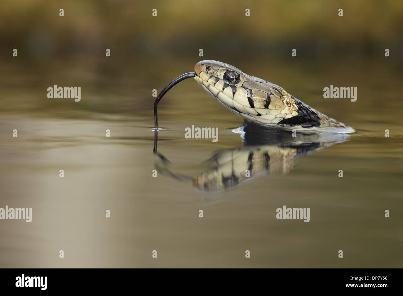 Grass Snake (Natrix natrix) adult head at surface of water flicking forked tongue swimming across pool with reflection Stock Photo