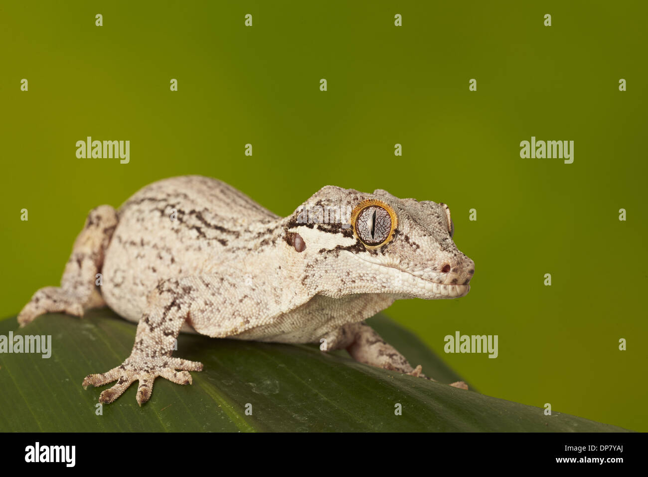 Gargoyle Gecko (Rhacodactylus auriculatus) adult, resting on leaf (captive) Stock Photo