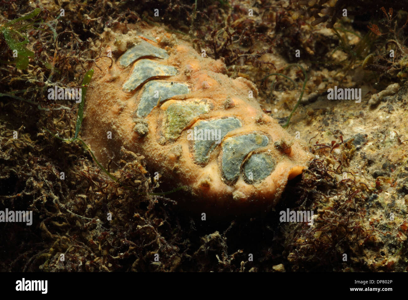 Chiton (Acanthochitona crinita) adult, under stone on shore, Poole Harbour, Dorset, England, October Stock Photo
