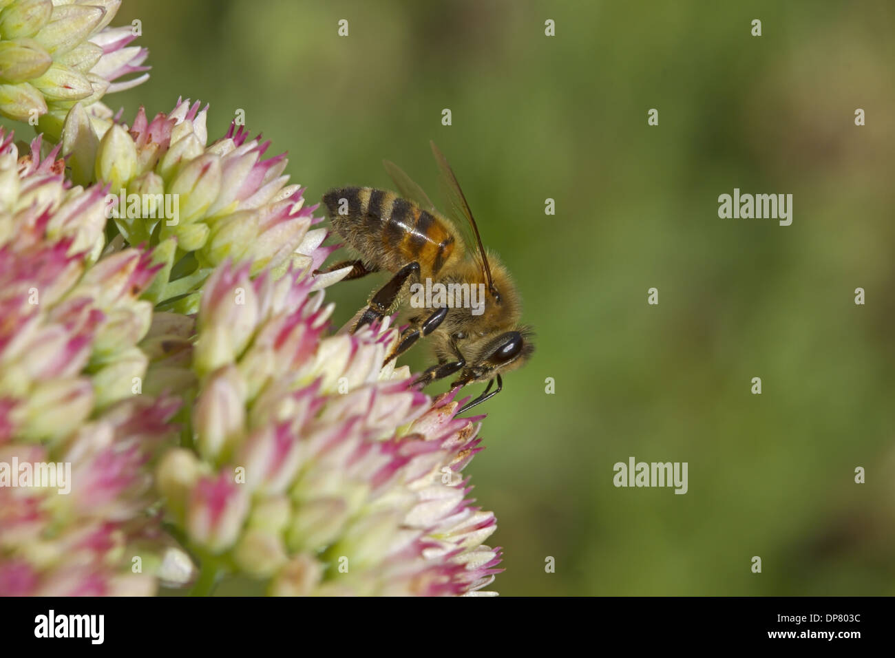 Western Honey Bee (Apis mellifera) adult female worker collecting nectar from Iceplant (Sedum sp.) flowers Kent England Stock Photo